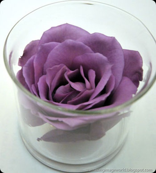 World's first modified blue roses Amazing Image World